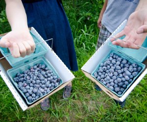 Blueberry Picking Celebration