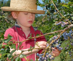 Image of a child blueberry picking near Boston