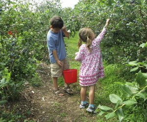 Ultimate Summer Bucket List Ideas: Go Berry Picking