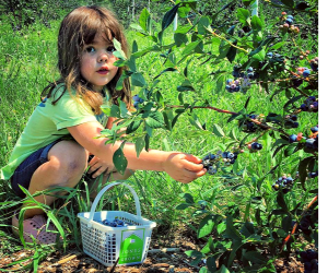 Photo of a child picking berries - Best summer day trips from CT