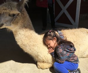 Snuggle up with an alpaca at Bluebird Farm in Peapack, NJ.