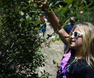 Texas blueberries abound for pick your own fun at B&M Farms.