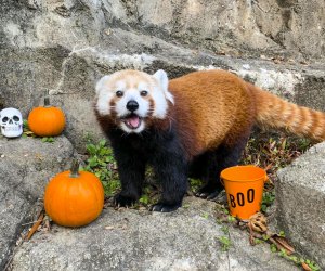 Even the animals get into the Halloween spirit at Boo at the Zoo. Photo courtesy of the Smithsonian’s National Zoo and Conservation Biology Institute