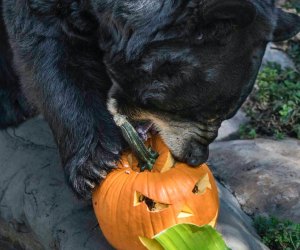 Halloween Tickets on Sale Now in Los Angeles: Boo at the Zoo