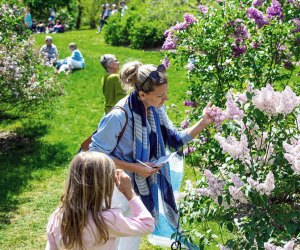 Lilac  Sunday at the Arnold Arboretum. Photo by Lauren Miller for the event.
