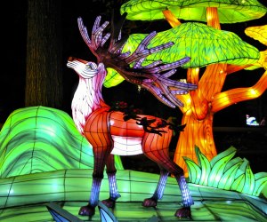 Things are lighting up with these must-do Christmas events around Boston! Festival of Illumination at the Southwick Zoo. Photo by Heart Lover 1717/ Flickr  2.0