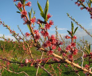 Best Places to See Wildflowers Near Boston