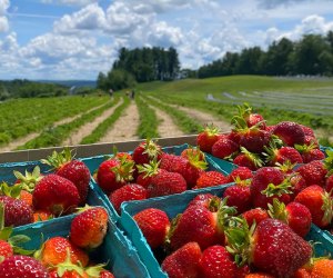 Hollis Hill Farms photo courtesy of the Massachusetts Office of Travel and Tourism