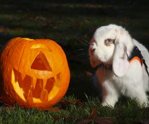 Get everyone involved in the Halloween fun this weekend! Zoo Howl event photo courtesy of the Franklin Park Zoo