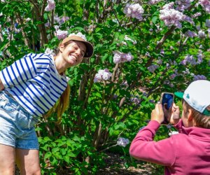 Spring brings May flowers to Boston, along with fun things to do all month! Lilac Sunday photo by Lauren Miller/Arnold Arboretum of Harvard University