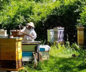 Visit the apiary  at the Earth Day is Every Day Festival this Easter Weekend in Boston. Photo courtesy of the Boston Nature Center