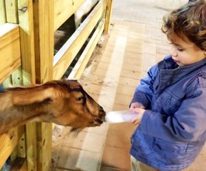 A little boy bottle feeds the goats at the petting zoo at White Post Farms