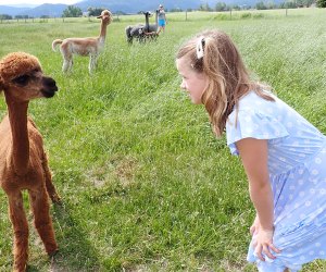 Alpacas of Montana: Bozeman with Kids