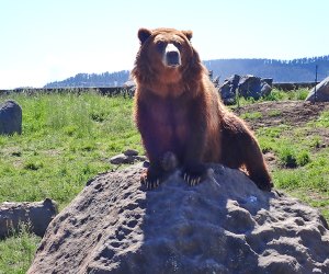 The Montana Grizzly Encounter is a bear rescue facility where you can see grizzly bears up close.