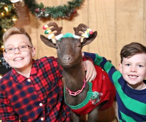 Strike a pose with a goat for this year's holiday card. Photo courtesy of Bradley Mountain Farm