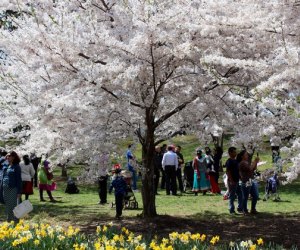 Spend the day among the blooms at Branch Brook Park's Cherry Blossom Festival. Photo courtesy of the festival/park