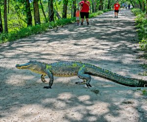 An alligator crosses Spillway Trail in Brazos Bend State Park