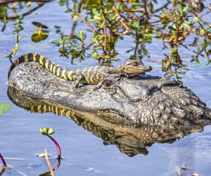 See alligators at Brazos Bend State Park.