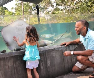 Catch up with the friendly rays at the Brevard Zoo.