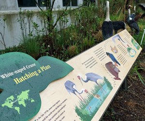 Animal Chronicles at the Bronx Zoo: White naped crane display