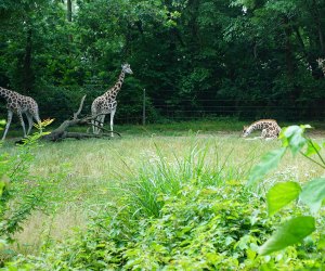 The Bronx Zoo is full of amazing animals and surprises await around every bend of its sprawling grounds. 