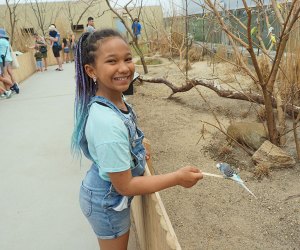 Bronx Zoo's New Budgie Landing: Smiling girl feeding a budgie