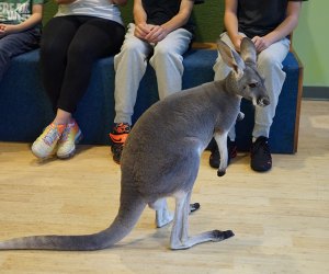 Trudy, the red kangaroo, is just learning how to be an ambassador animal at the Bronx Zoo