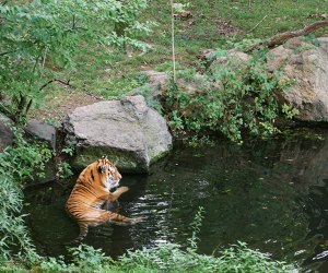 Visiting the Bronx Zoo like a local:: Tiger Mountain