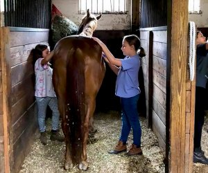 Bronx Equestrian Center: Horseback Riding in NYC