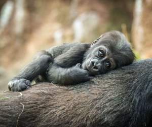 See a baby gorilla at the Bronx Zoo in NYC