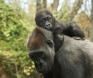 Want to see the Bronx Zoo for free this summer? Visit on a Wednesday