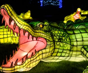 The fury of the animal kingdom is on display in lantern form at the Bronx Zoo's holiday lights