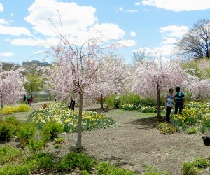 Essex County's Annual Cherry Blossom Festival at Branch Brook Park.Best Things To Do in New Jersey with Kids this Spring: 