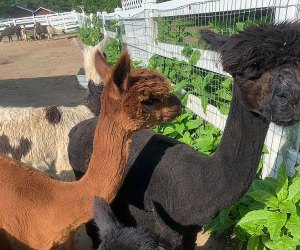 Alpacas at Brookhollows Barnyard