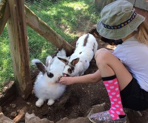 Girl feeding bunnies at the petting zoo at Brookhollow Barnyard