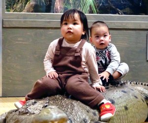 Babies sit on an alligator at the Brooklyn Children's Museum