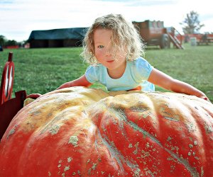 Try to pick the biggest pumpkin at Butler's Orchard. Photo courtesy of Butler's Orchard