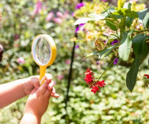 Spring in Los Angeles: See Butterflies at the Natural History Museum