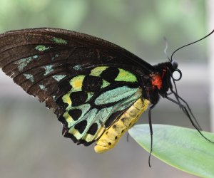 Butterfly World in Coconut Creek, Florida
