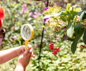 The Butterfly Pavilion Ushers in Spring at the Natural History Museum