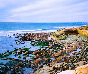 Tide Pools in Cabrillo are wonderful and well protected.