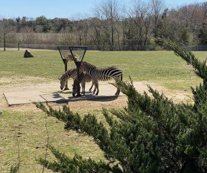 zebras at the Cape May Zoo