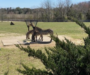 Things to do in Cape May : Cape May County Park & Zoo.