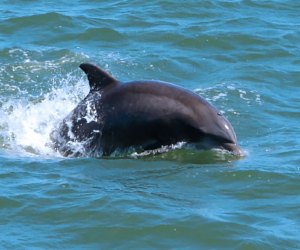 Things to do in Cape May, Dolphins Cape May Whale Watcher tour
