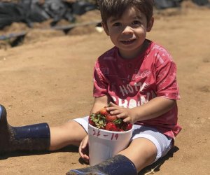 Strawberry Picking Near Los Angeles: Carlsbad Strawberry Company