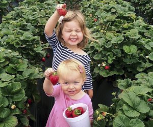 Strawberries are that much sweeter when you pick them yourself. Photo courtesy of the Carlsbad Strawberry Company, Facebook