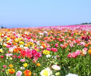 Wildflower Hikes near Los Angeles: For guananteed blossoms, head to the cultivated fields in Carlsbad