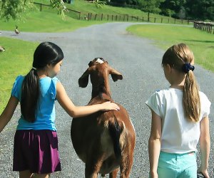 Girls walking with a goat at the Catskills Animal Sanctuary, a Hudson Valley petting zoo