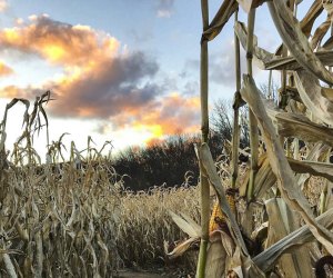 Image of a sunny sky over a corn maze - Corn Mazes in Connecticut.