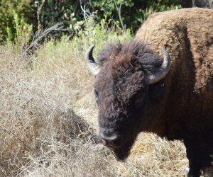 Best Things To Do with Kids on Catalina Island: Bison Tour